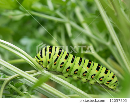 最後的黃頭幼蟲 12057803