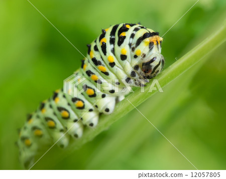 Fourth instar larva of Yellow Ribbon 12057805