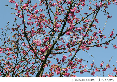 68526 Hikanzakura 68526 Hikanzakura 12057860