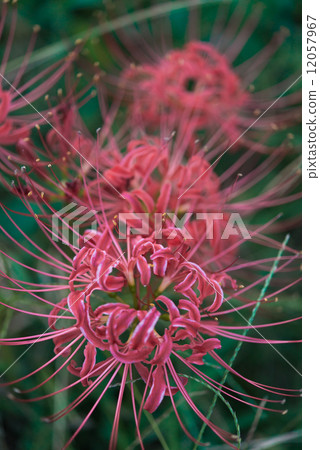 Cluster amaryllis 12057967