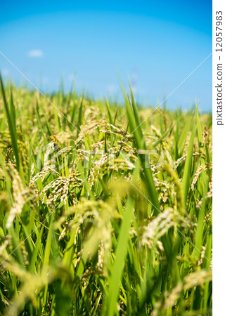 Rice cultivation 12057983