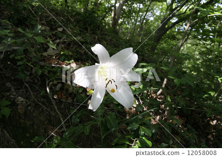 SasaYuri SasaYuri 12058008