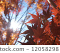 Autumn leaves of Tanzawa 12058298