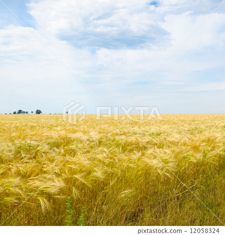 wheat field and blue sky wheat field and blue sky 12058324