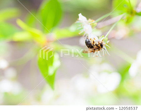 Honey bee enjoying blossoming cherry tree on a lovely spring day Honey bee enjoying blossoming cherry tree on a lovely spring day 12058537