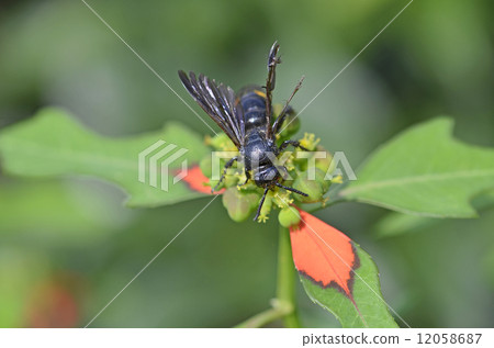 Kobi bee (yellowish soil) Kobi bee (yellowish soil) 12058687