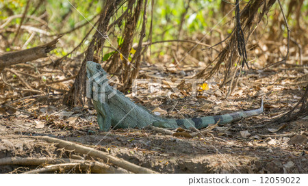 Iguana in riverbank of Brazilian Pantanal 12059022