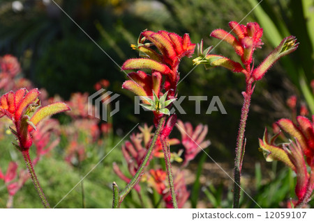 68619 Kangaroo Poo 12059107