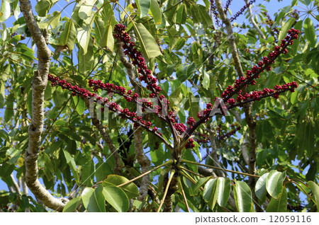 68633 Octopus tree 68633 Octopus tree 12059116
