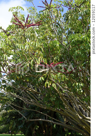 68634 Octopus tree 68634 Octopus tree 12059117