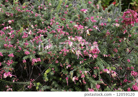 68638 Grevirea 68638 Grevirea 12059120