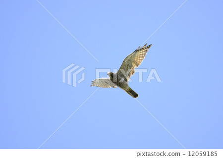Sashiba Flight Sashiba Flight 12059185