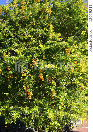 68711杜蘭塔 12059211