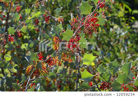 68734 Grevirea 68734 Grevirea 12059234