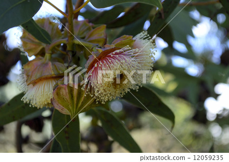 68735 Eucalyptus 68735 Eucalyptus 12059235