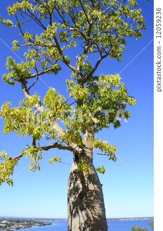 68736 Baobab tree 12059236