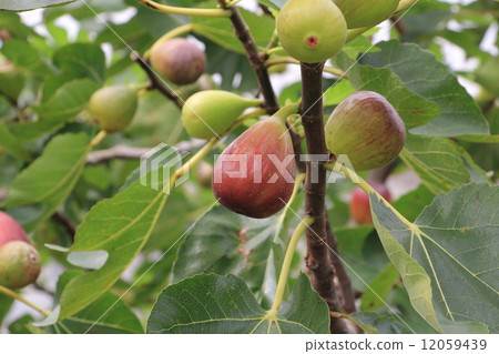 FIG  12059439