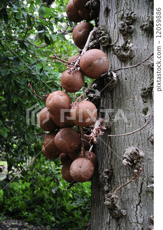 68844 Horiganoki 68844 Horiganoki 12059886