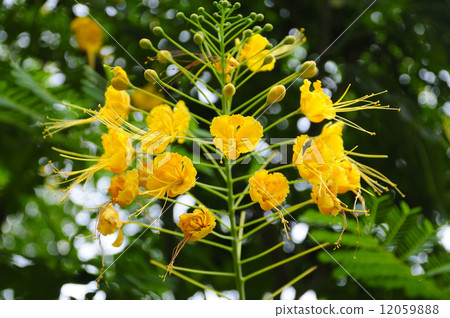 68847 Black fox 12059888