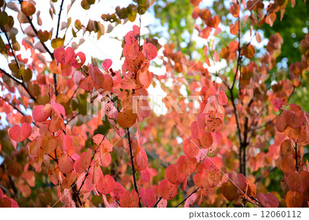 Yama urushi _ 01 12060112