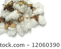 Cotton 12060390