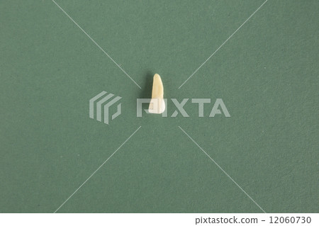 Models of breast teeth (middle breast teeth) 12060730