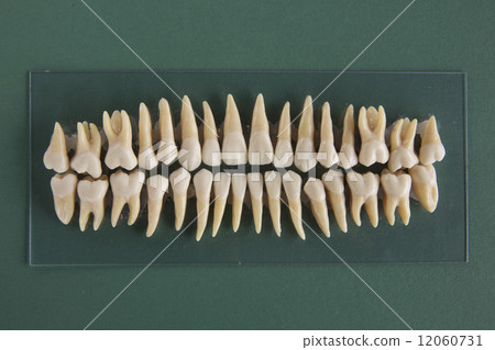 Dentition model 12060731