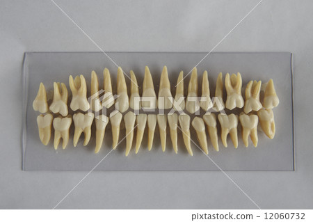 牙列模型白色背景 12060732