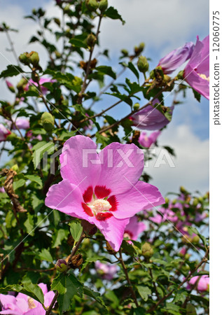 Tree · Moon oak tree family 12060775