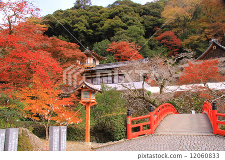 Takinagusei寺鳳凰Huzumi橋（Minoh）的秋葉 12060833