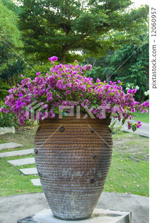 Bougainvillea flower 12060957