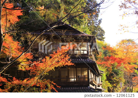 Mino Park (Osaka) Autumn leaves around Ichinobashi 12061125