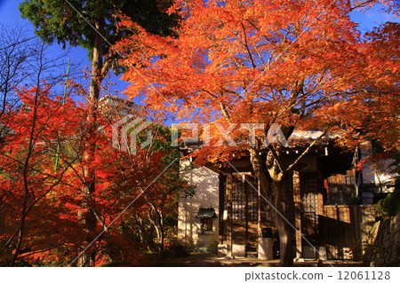 Minoo Benzaiten Tenson(大阪)的秋葉 Minoo Benzaiten Tenson(大阪)的秋葉 12061128
