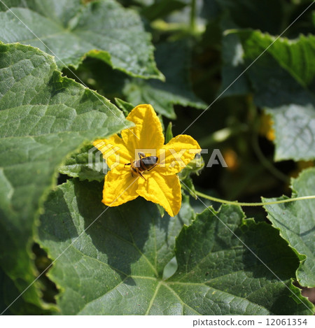 Bee pollinated cucumber flower 12061354