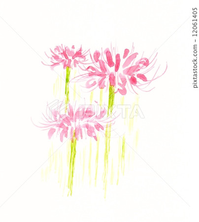 群集孤挺花 插圖素材 圖庫