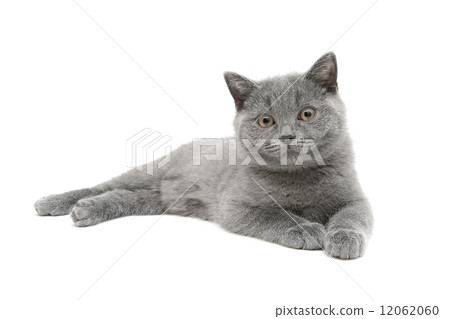 gray kitten (age 3.5 months) isolated on white background 12062060