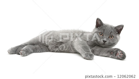 little kitten lies on a white background 12062062