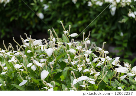 Hansee節目 12062227