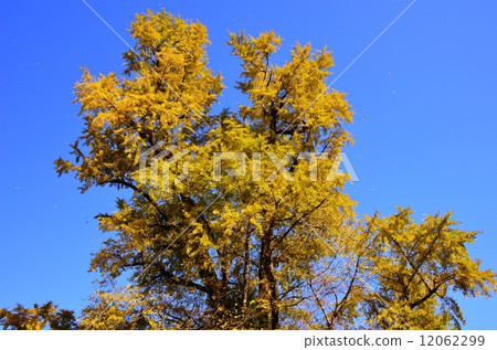 Great Ginkgo of Yukigawa 12062299