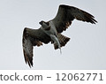 Osprey hanging a fin 12062771