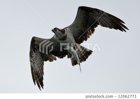 Osprey hanging a fin 12062771