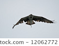 Osprey hanging a fin 12062772