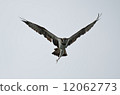Osprey hanging a fin 12062773