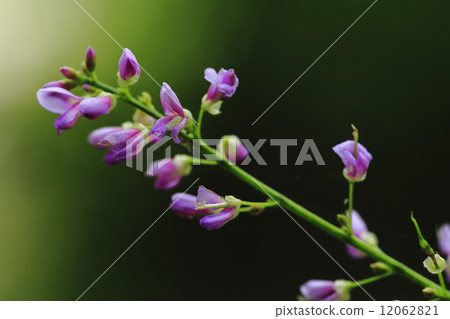 Fuji Licorice 12062821