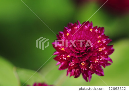 Sennichiko Sennichiko 12062822