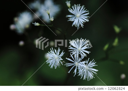 Larchaceous 12062824