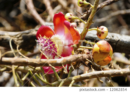 68951 Horiganoki 12062854