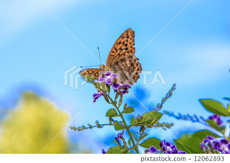 Duranta and Tsumagro Cyperus 12062893