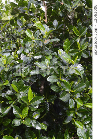 68982 Jack fruits 12063006