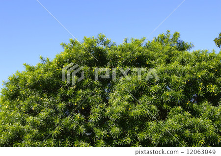 68988 Miyakochiba 12063049